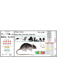 گونه موش سیاه Roof Rat
